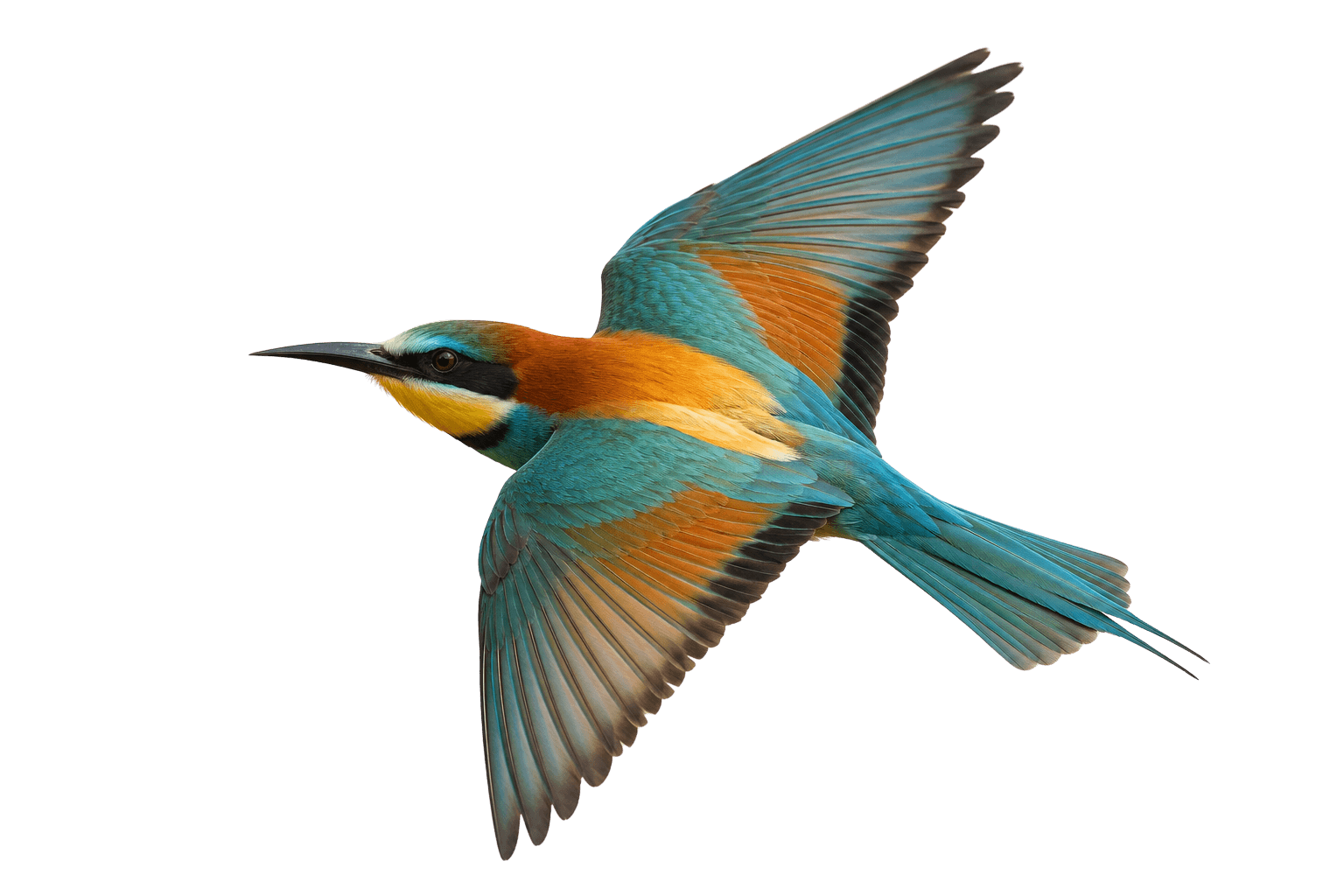 Flying bird illustration